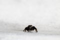 Hyllus semicupreus Jumping Spider. small jumping spider Royalty Free Stock Photo