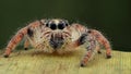 Hyllus spider potrait