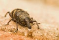 Hylobius abietis Royalty Free Stock Photo