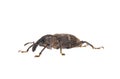 Large pine weevil isolated on white background, Hylobius abietis