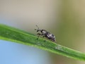 Bug Hylobius abietis crossing grass straw.