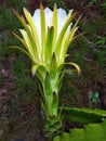 Hylocereus and Selenicereus