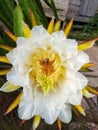 Hylocereus and Selenicereus