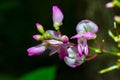 Hylodesmum Glutinosum