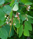 Hylodesmum glutinosum is a species of flowering plant