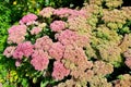 Sedum telephium. or Hylotelephium Royalty Free Stock Photo