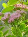 Hylotelephium spectabile formerly called Sedum spectabile, close-up