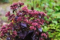 Hylotelephium spectabile Sedum `Purple Emperor` Royalty Free Stock Photo