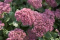 Hylotelephium spectabile, succulent plant in bloom