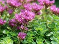 Hylotelephium telephium or Sedum telephium known as orpine, livelong, frog`s-stomach, harping Johnny, life-everlasting, live-forev