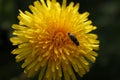 Hylotrupes bajulus (woodboring beetle) on dandelion Royalty Free Stock Photo