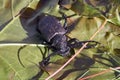 Hylotrupes Beetle also known as Hylotrupes Bajulus On A Green Leaves Macro Shot