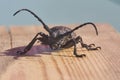 Hylotrupes Beetle also known as Hylotrupes Bajulus On A Timber Board Macro Shot