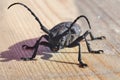 Hylotrupes Beetle also known as Hylotrupes Bajulus On A Timber Board Macro Shot