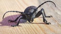 Hylotrupes Beetle also known as Hylotrupes Bajulus On A Timber Board Macro Shot