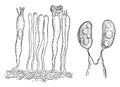 The hymenium, Basidia and basidiospores, vintage engraving