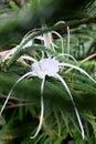 Hymenocallis acutifolia