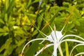 Hymenocallis caribaea caribbean spider-lily unique white flower in Mexico Royalty Free Stock Photo