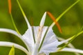 Hymenocallis caribaea caribbean spider-lily unique white flower in Mexico Royalty Free Stock Photo