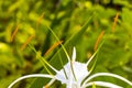 Hymenocallis caribaea caribbean spider-lily unique white flower in Mexico Royalty Free Stock Photo