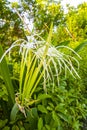 Hymenocallis caribaea caribbean spider-lily unique white flower in Mexico Royalty Free Stock Photo