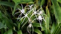 Hymenocallis caribaea or Caribbean spider lily or variegated spider lily white flower plant Royalty Free Stock Photo