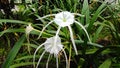 Hymenocallis festalis is a bulbous plant with beautiful white flowers. Decorative plants Royalty Free Stock Photo