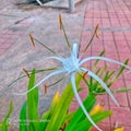 Hymenocallis fragrans beach spiderlily Royalty Free Stock Photo