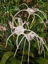 Hymenocallis littoralis or beach spider lily Royalty Free Stock Photo