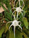 Hymenocallis littoralis or beach spider lily Royalty Free Stock Photo