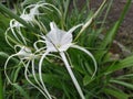 Hymenocallis littoralis or known as lily, is a plant that produces natural antioxidants