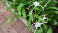 Hymenocallis littoralis (Beach Spider Lily) is a very beautiful flower plant Royalty Free Stock Photo