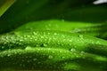 Plants - Hymenocallis littoris - Leaves