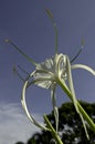 Hymenocallis speciosa