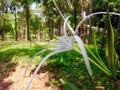 Beach Spiderlily | Green-tinge spider lily