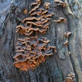 Hymenochaete rubiginosa fungus