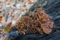Hymenochaete rubiginosa fungus Royalty Free Stock Photo