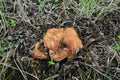 Hymenophore of Paxillus involutus or Brown roll-rim mushroom Royalty Free Stock Photo