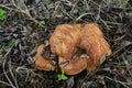 Hymenophore of Paxillus involutus or Brown roll-rim mushroom Royalty Free Stock Photo