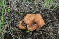 Hymenophore of Paxillus involutus or Brown roll-rim mushroom Royalty Free Stock Photo