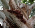 Hymenoptera build a hexagonal nest on the palm branch