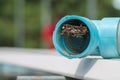 Hymenoptera is building a nest to feed the larvae in a blue PVC pipe in a vegetable garden, and Hymenoptera is also a danger to