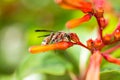 Hymenoptera on orange flower