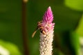 Hymenoptera is on a purple flower.