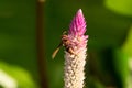 Hymenoptera is on a purple flower.