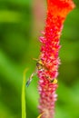 Hymenoptera on red flower