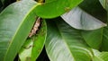 Hymenoptera`s flock is building a nest.