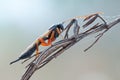 Hymenoptera wasp sleeping on plant in morning fog with water drops