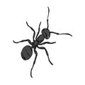 The hymenopteran insect is an ant.Arthropod animal ant single icon in monochrome style vector symbol stock isometric