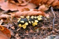 Hymenoscyphus calyculus mushrooms